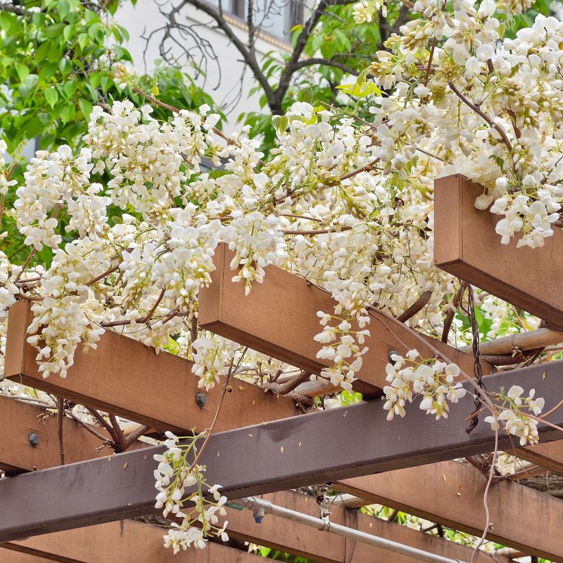 Wisteria brachybotrys White Silk - Blauregen (Hafen)