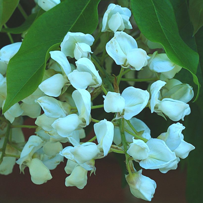 Wisteria brachybotrys White Silk - Blauregen (Blüte)