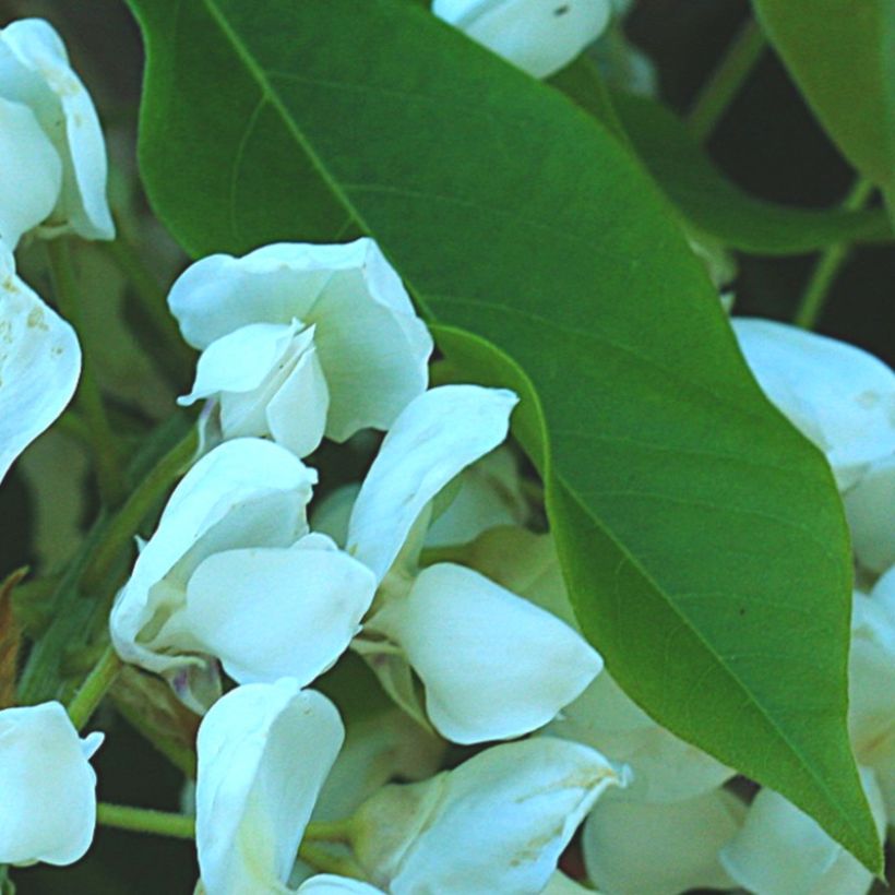 Wisteria brachybotrys White Silk - Blauregen (Laub)