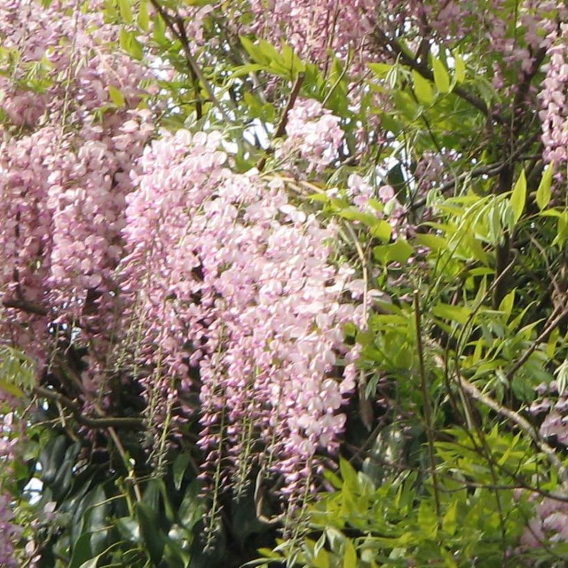 Wisteria floribunda Honbeni - Reichblütige Glyzinie (Blüte)