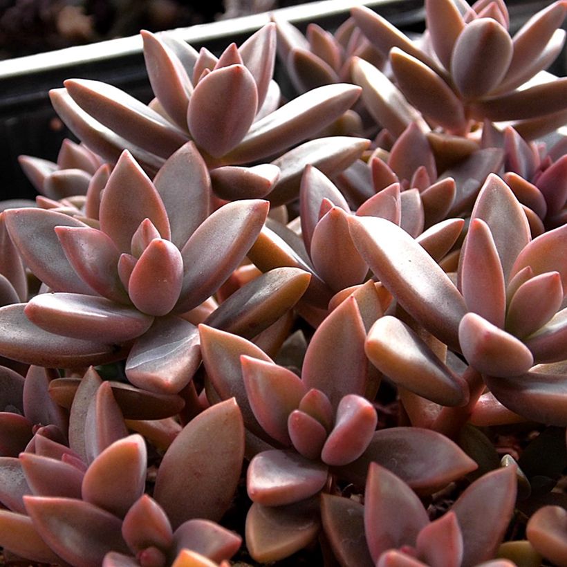 Graptosedum Bronze (Laub)