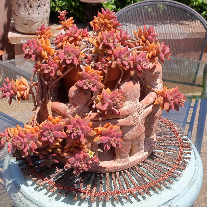 Graptosedum Bronze (Hafen)