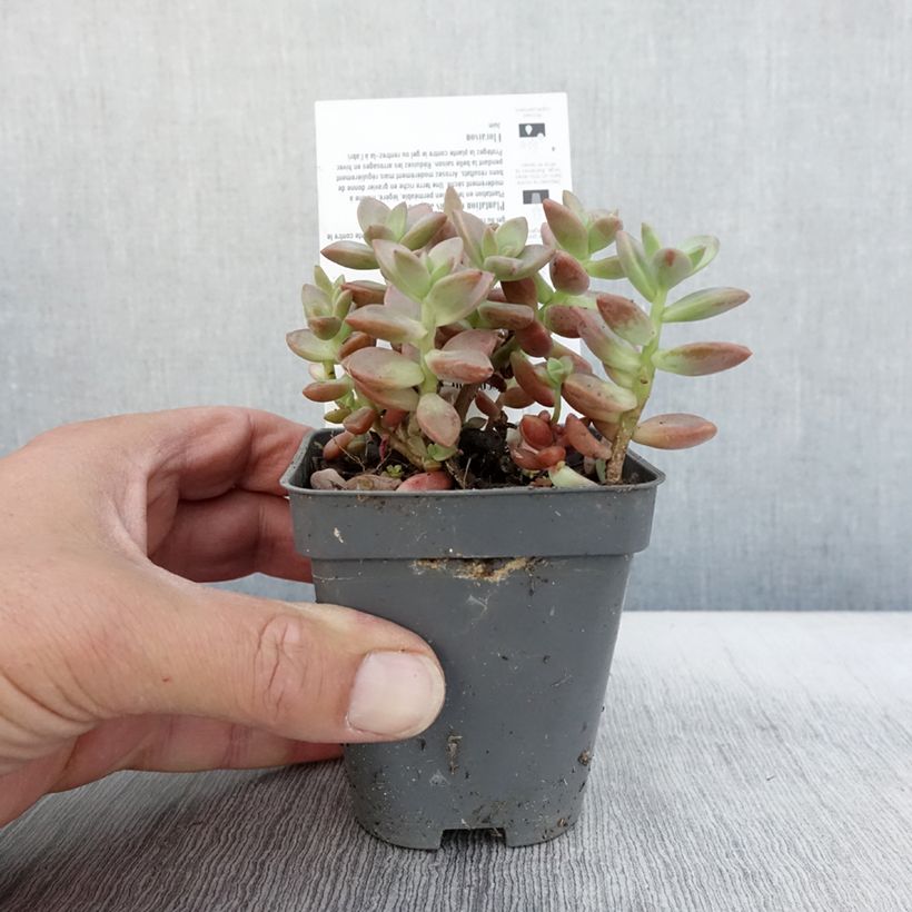 Exemplar von x Graptosedum Bronze en godet de 8/9cm - Plante grasse  wie im Herbst geliefert