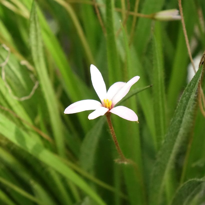 Rhodoxis Ria - Grasstern (Blüte)