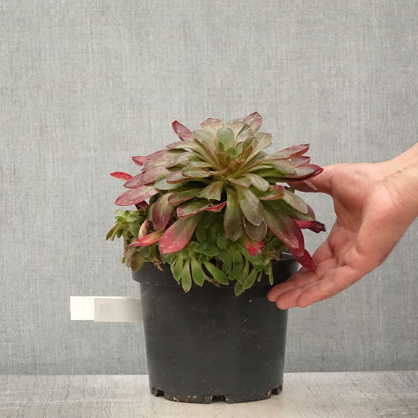 Exemplar von Semponium Sienna - Hybrid-Aeonium Topf mit 2L/3L wie im Frühjahr geliefert