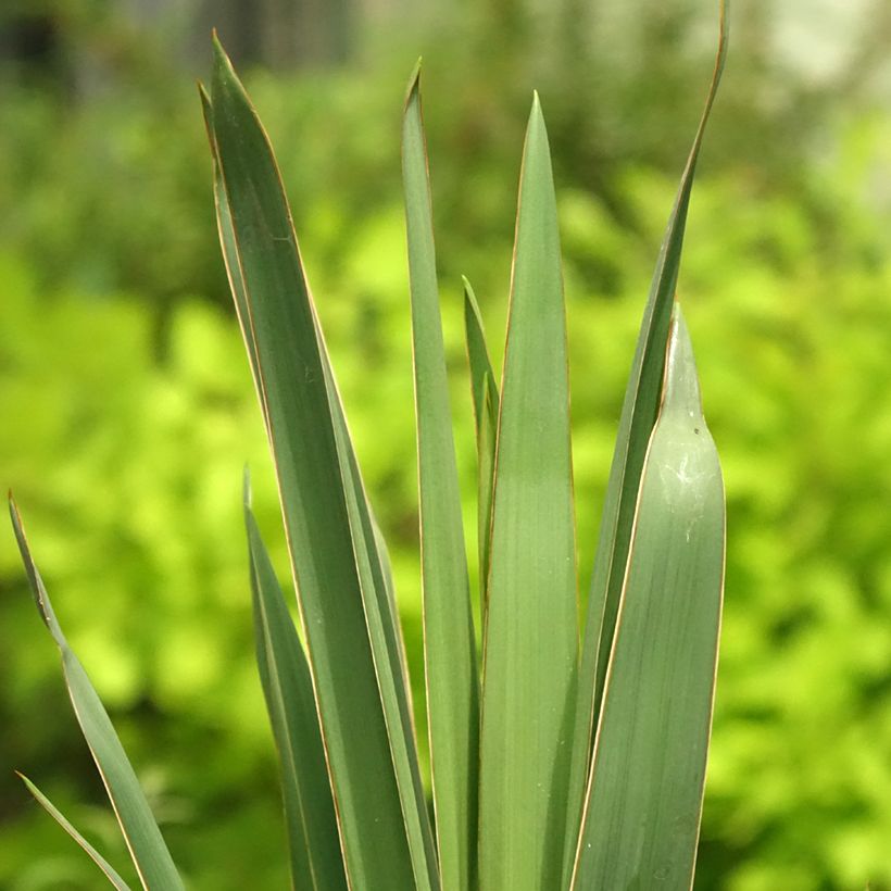 Yucca filamentosa - Fädige Palmlilie (Laub)