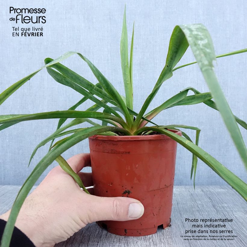 Exemplar von Yucca filamentosa - Pot de 1L/1,5L wie im Winter geliefert