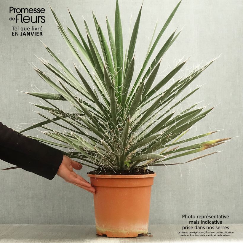 Exemplar von Yucca filifera - Yucca filifère Pot de 7,5L/10L wie im Winter geliefert