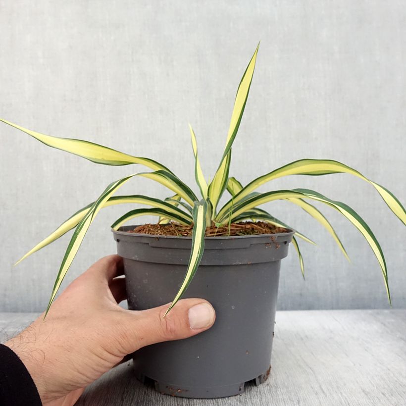 Exemplar von Yucca gloriosa Variegata - Dague espagnole pot de 2L/3L wie im Herbst geliefert