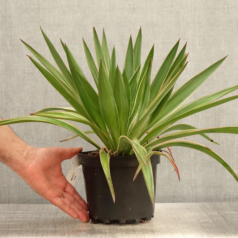 Exemplar von Yucca gloriosa Variegata - Kerzen-Palmlilie Topf mit 2L/3LGelieferte Höhe ca. 20/25cm wie im Frühjahr geliefert