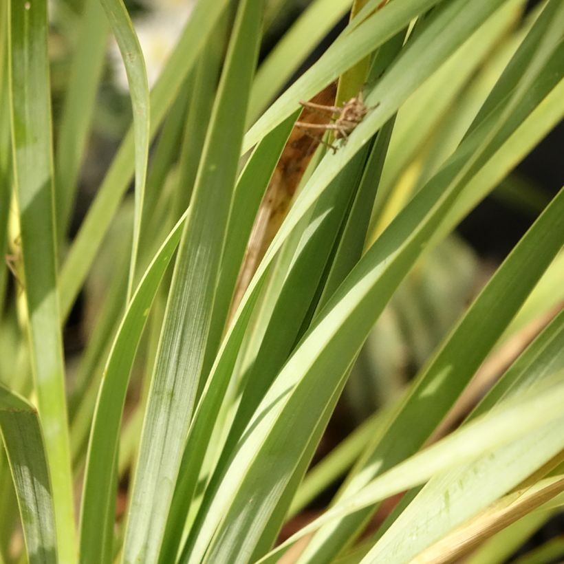 Yucca rostrata Sapphire Skies - Schnabel-Palmlilie (Laub)