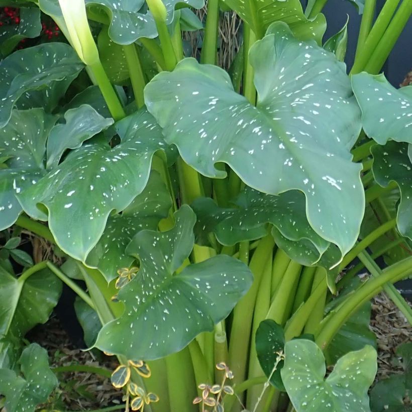 Zantedeschia aethiopica Himalaya - Zimmercalla (Laub)