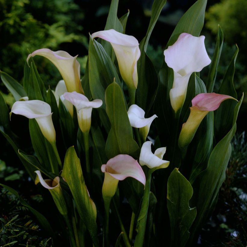 Zantedeschia Crystal Blush - Calla (Blüte)