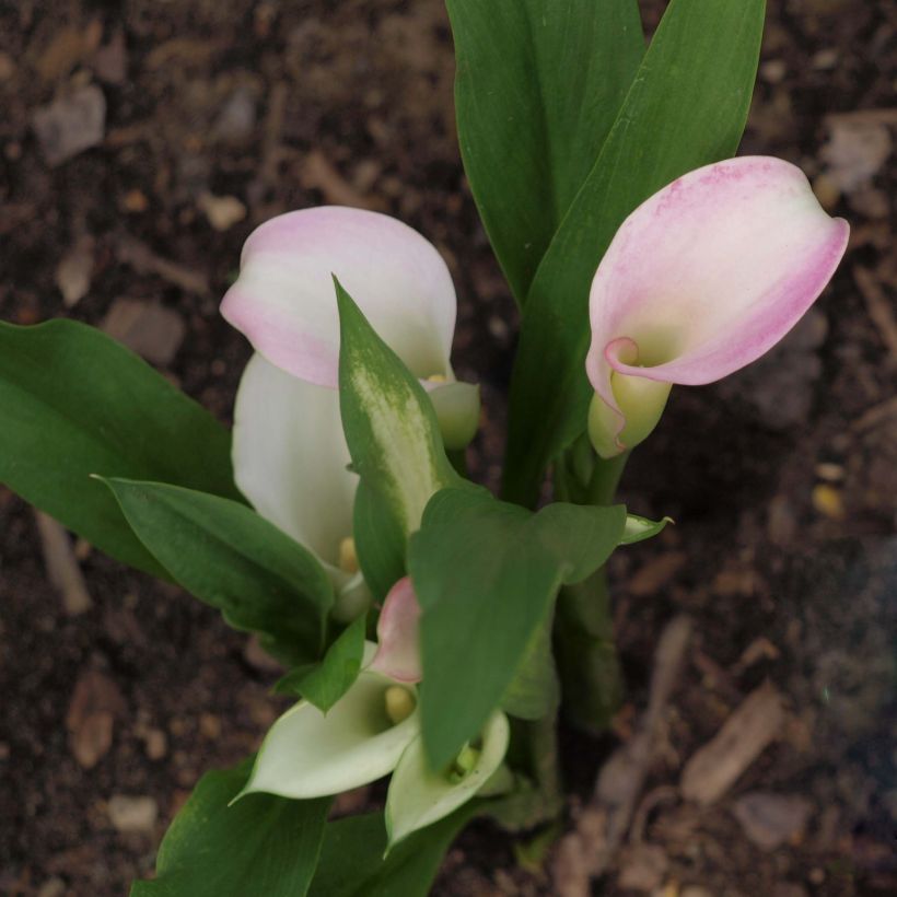 Zantedeschia Crystal Blush - Calla (Hafen)