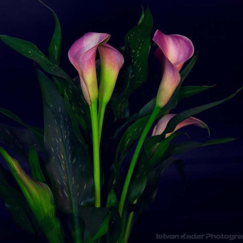 Zantedeschia Lavender Gem - Calla (Blüte)