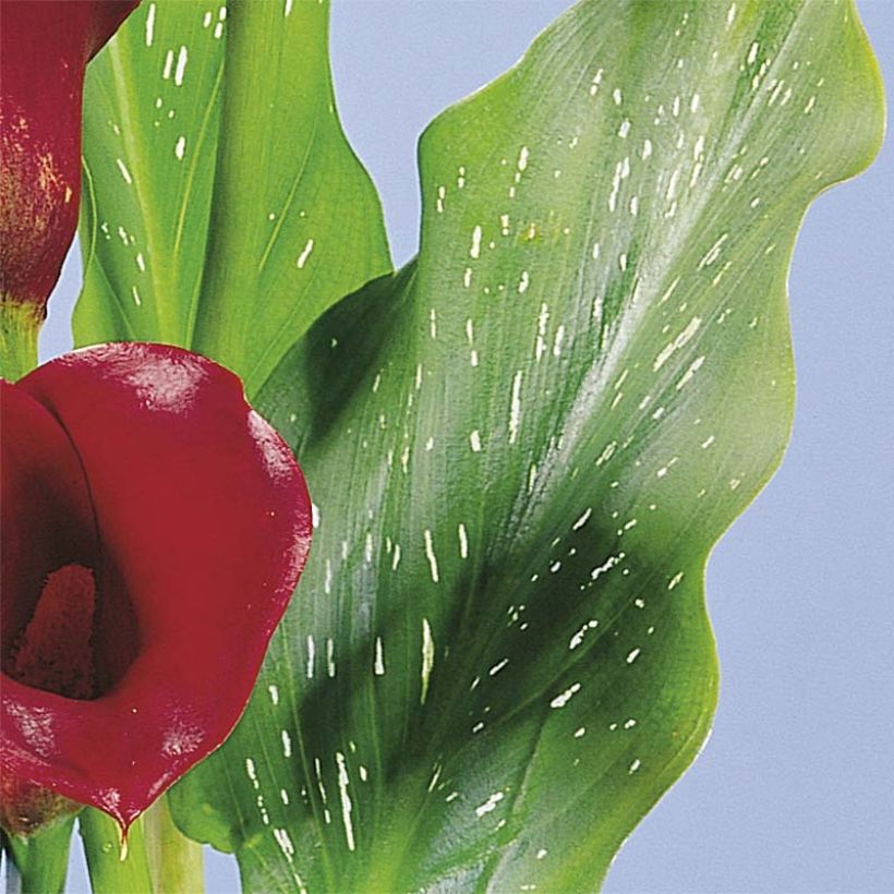 Zantedeschia Red Alert - Calla (Laub)