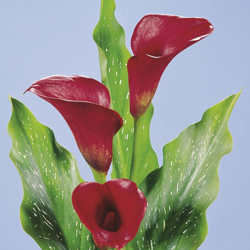 Zantedeschia Red Alert - Calla (Blüte)