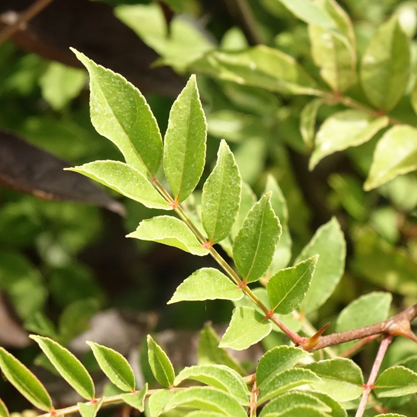 Zanthoxylum americanum - Amerikanische Stachelesche (Laub)