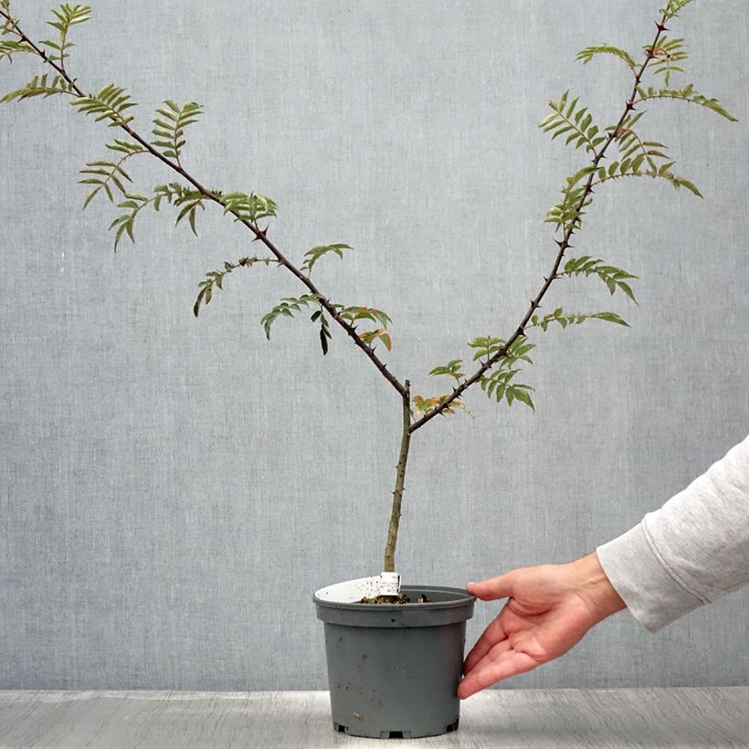 Exemplar von Zanthoxylum schinifolium - Poivrier de Sansho Pot de 3L/4L wie im Sommer geliefert