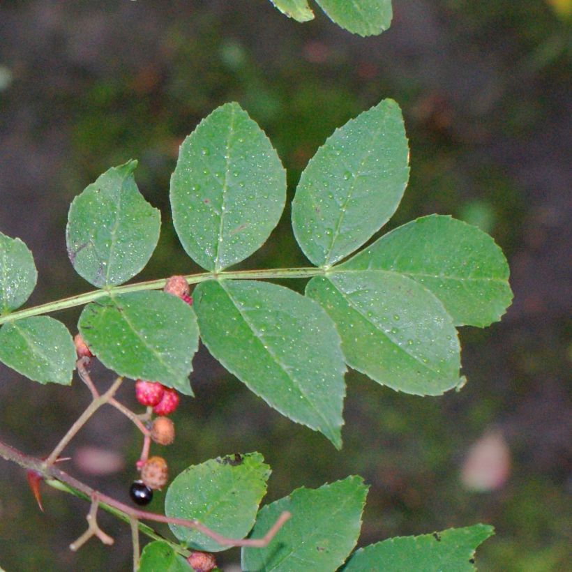 Szechuanpfeffer - Zanthoxylum simulans (Laub)