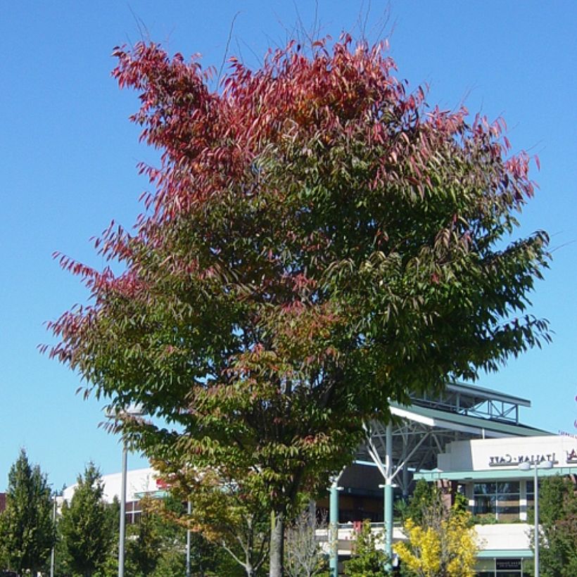 Zelkova serrata Green Vase - Japanische Zelkove (Hafen)