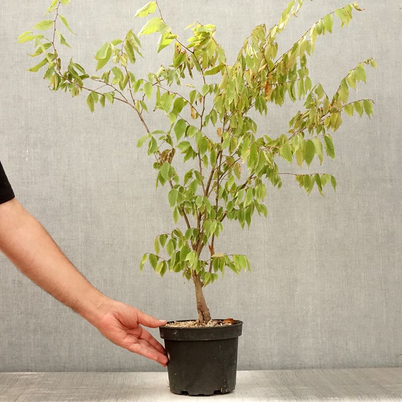 Exemplar von Zelkova serrata - Japanische Zelkove Topf mit 3L/4LGelieferte Höhe ca. 60/80cm wie im Sommer geliefert