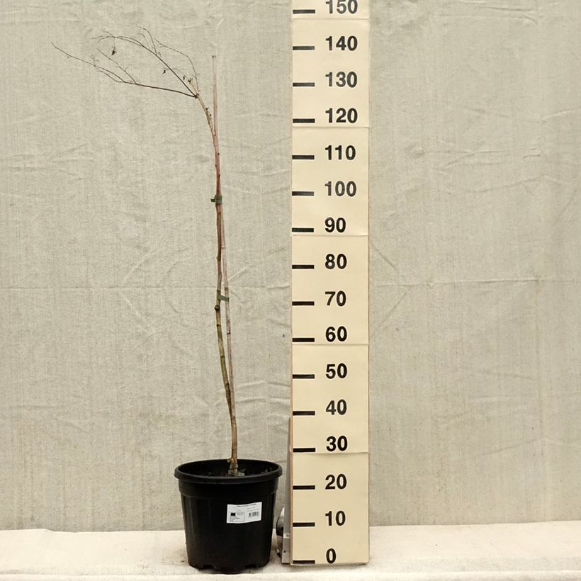 Exemplar von Zelkova serrata Variegata - Japanische Zelkove Topf mit 7,5L/10LGelieferte Höhe ca. 150/200cm wie im Frühjahr geliefert