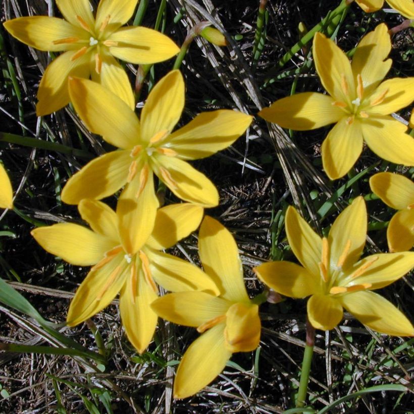 Zephyranthus citrina - Gelbe Regenlilien (Blüte)