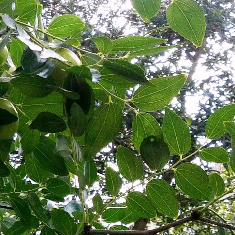 Chinesische Jujube Li - Ziziphus jujuba (Laub)