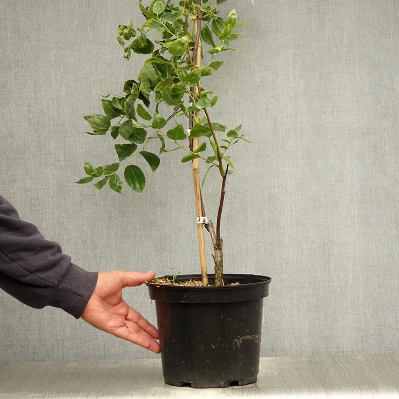 Exemplar von Ziziphus jujuba Li - Jujubier à gros fruits Pot de 3L/4L wie im Sommer geliefert