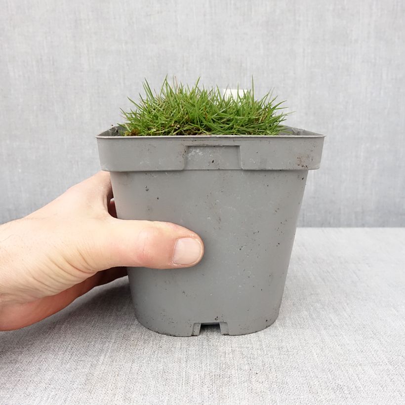 Exemplar von Zoysia tenuifolia - Gazon des Mascareignes Pot de 2/3 L wie im Winter geliefert