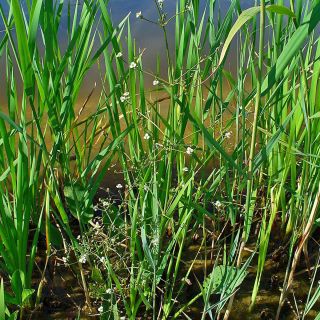 Alisma plantago-aquatica - Gemeiner Froschlöffel