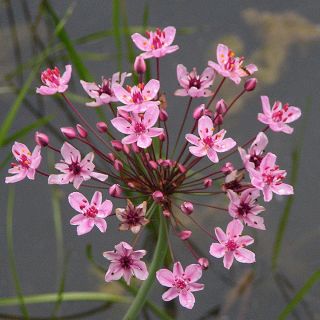 Butomus umbellatus - Doldige Schwanenblume