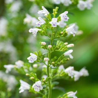 Kleine Bergminze - Calamintha nepeta