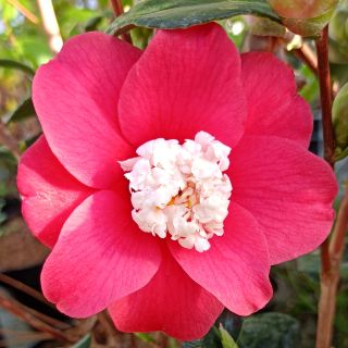 Camellia Marshmallow - Japanische Kamelie