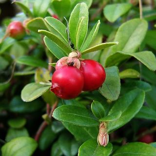 Cranberry Pilgrim - Vaccinium macrocarpon