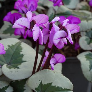 Cyclamen coum Christmas Tree rose - Frühlings Alpenveilche