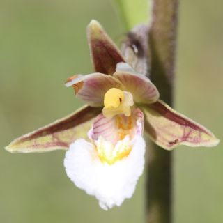 Epipactis palustris - Sumpfwurz