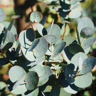 Eucalyptus gunnii Azura Cagire - Mostgummi-Eukalyptus