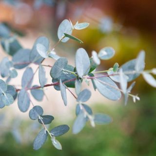 Eucalyptus gunnii Silverana - Mostgummi-Eukalyptus