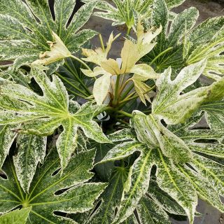 Fatsia japonica Spider's Web - Zimmeraralie