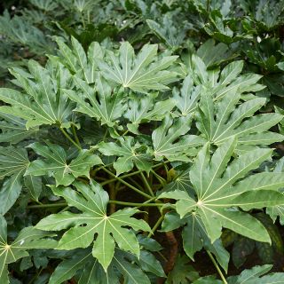 Fatsia japonica - Zimmeraralie