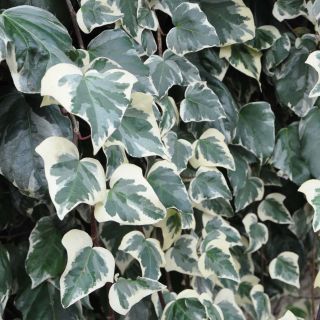 Hedera algeriensis Gloire de Marengo - Algerischer Efeu