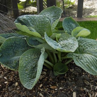 Hosta Lakeside Maverick - Garten-Funkie