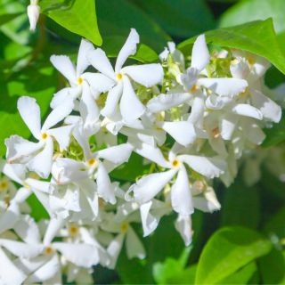 Sternjasmin - Trachelospermum jasminoides