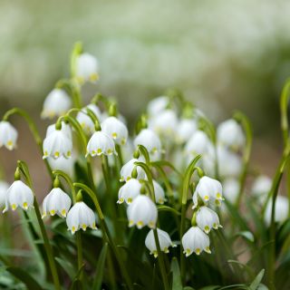 Leucojum aestivum Bridesmaid - Sommer-Knotenblume