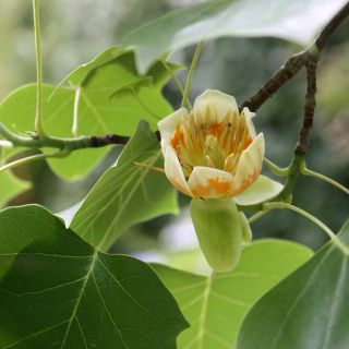 Liriodendron tulipifera - Tulpenbaum