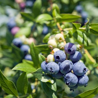 Amerikanische Blaubeere Berkeley - Vaccinium corymbosum