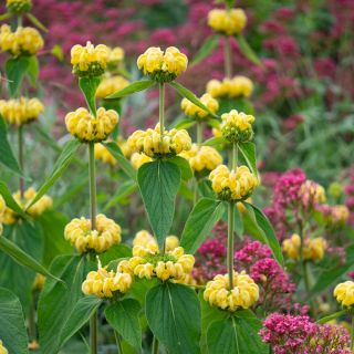 Phlomis russeliana - Syrisches Brandkraut