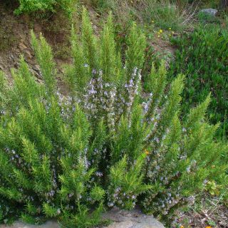 Rosmarin - Rosmarinus officinalis